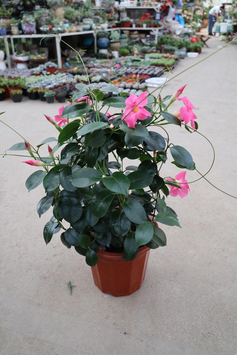 飘香藤黄叶如何办