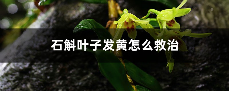 石斛叶子发黄如何救治