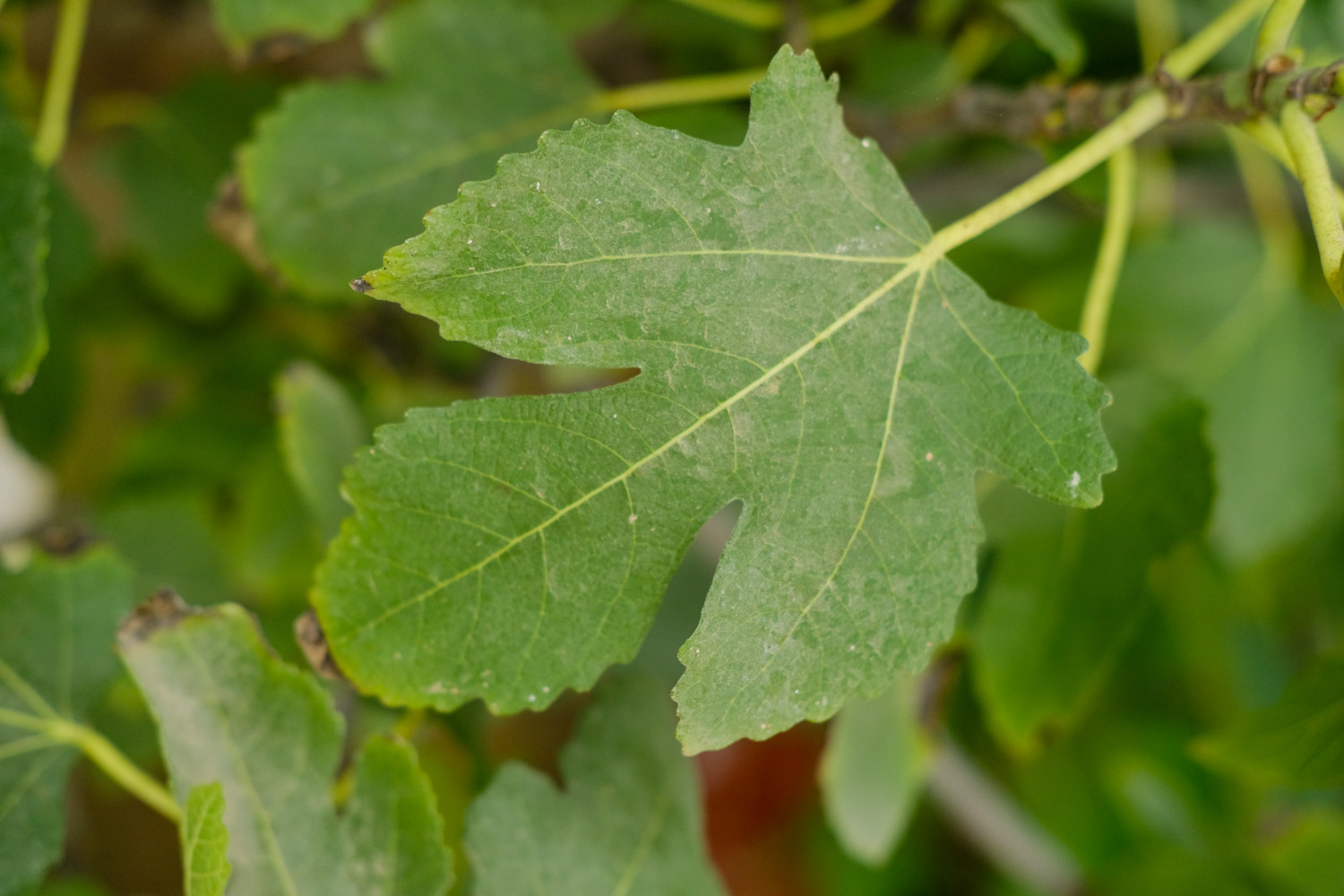 无花果叶子发黄是什么原因