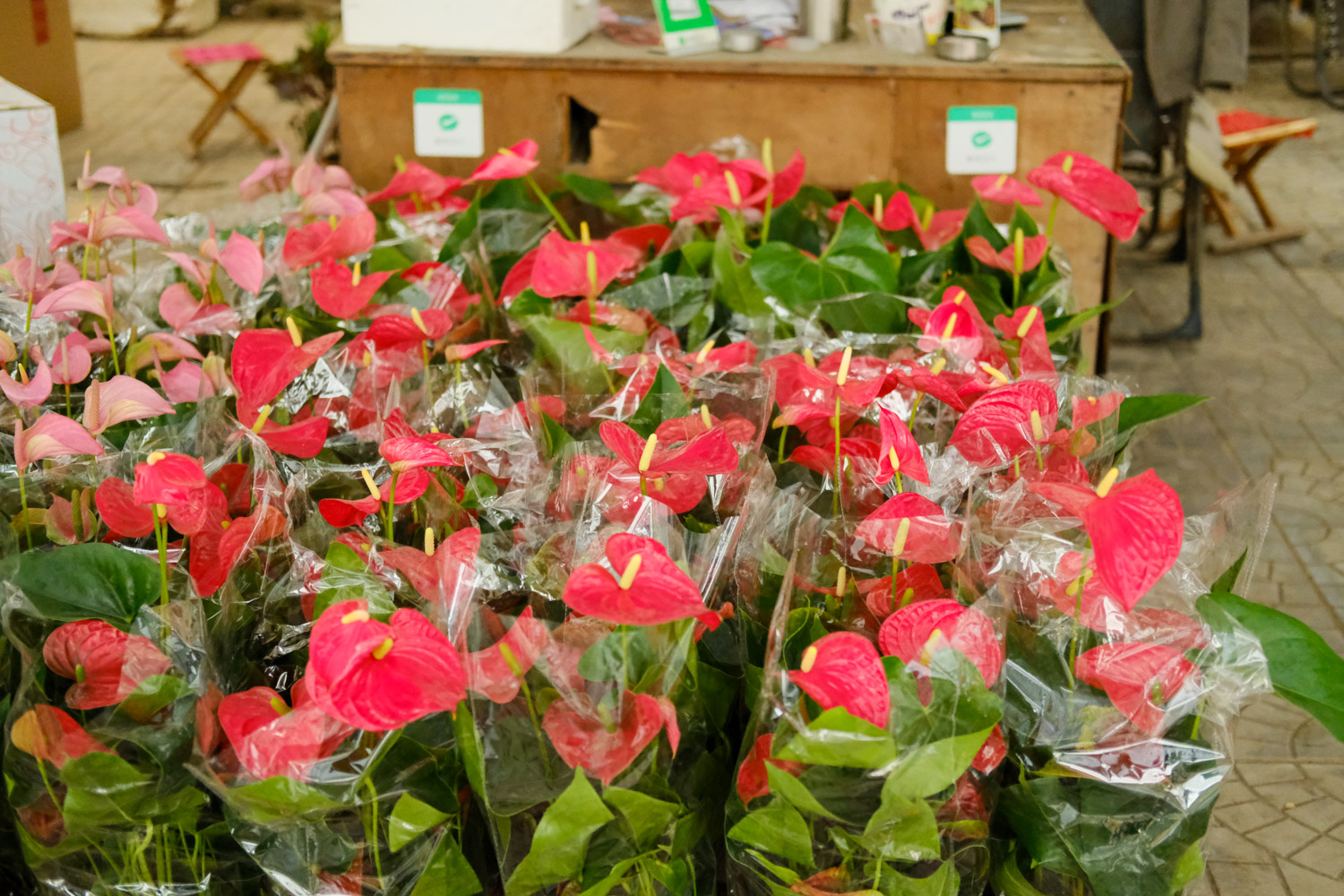 红掌 红掌的叶子边缘发黄如何办