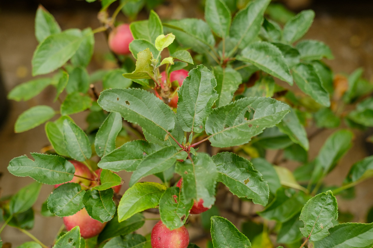 海棠花叶子发黄脱落的原因