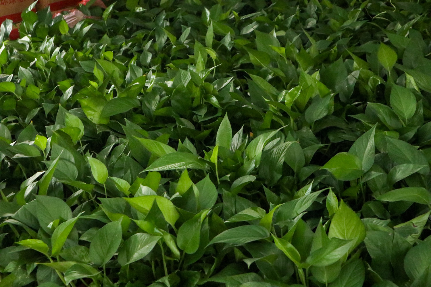 大叶绿萝下面叶子发黄的原因