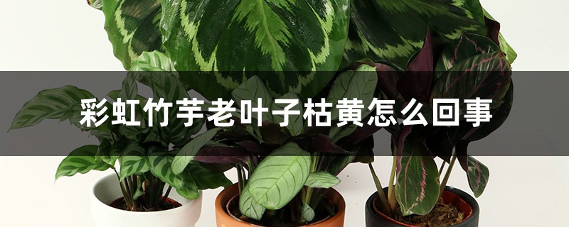 彩虹竹芋老叶子枯黄如何回事