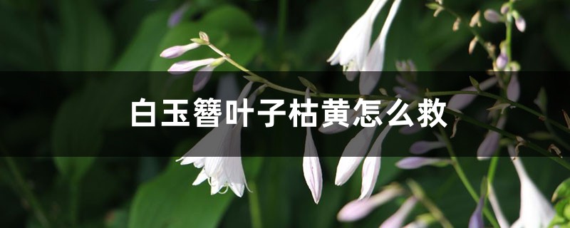 白玉簪叶子枯黄如何救
