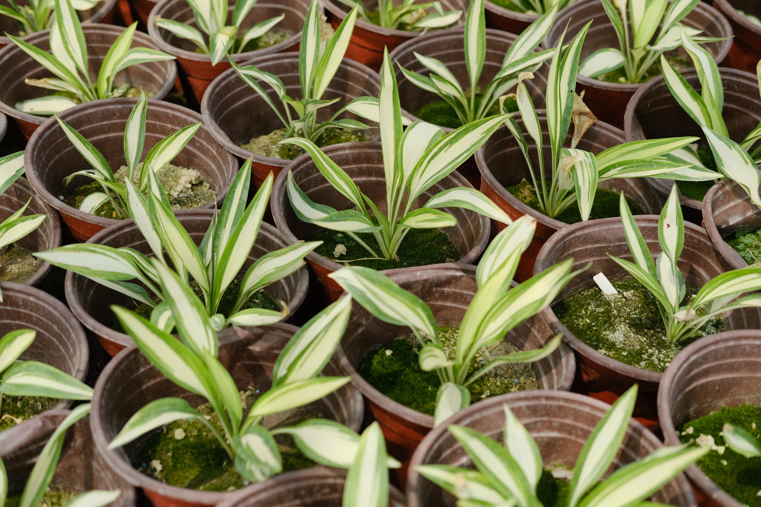 白玉簪叶子枯黄如何救