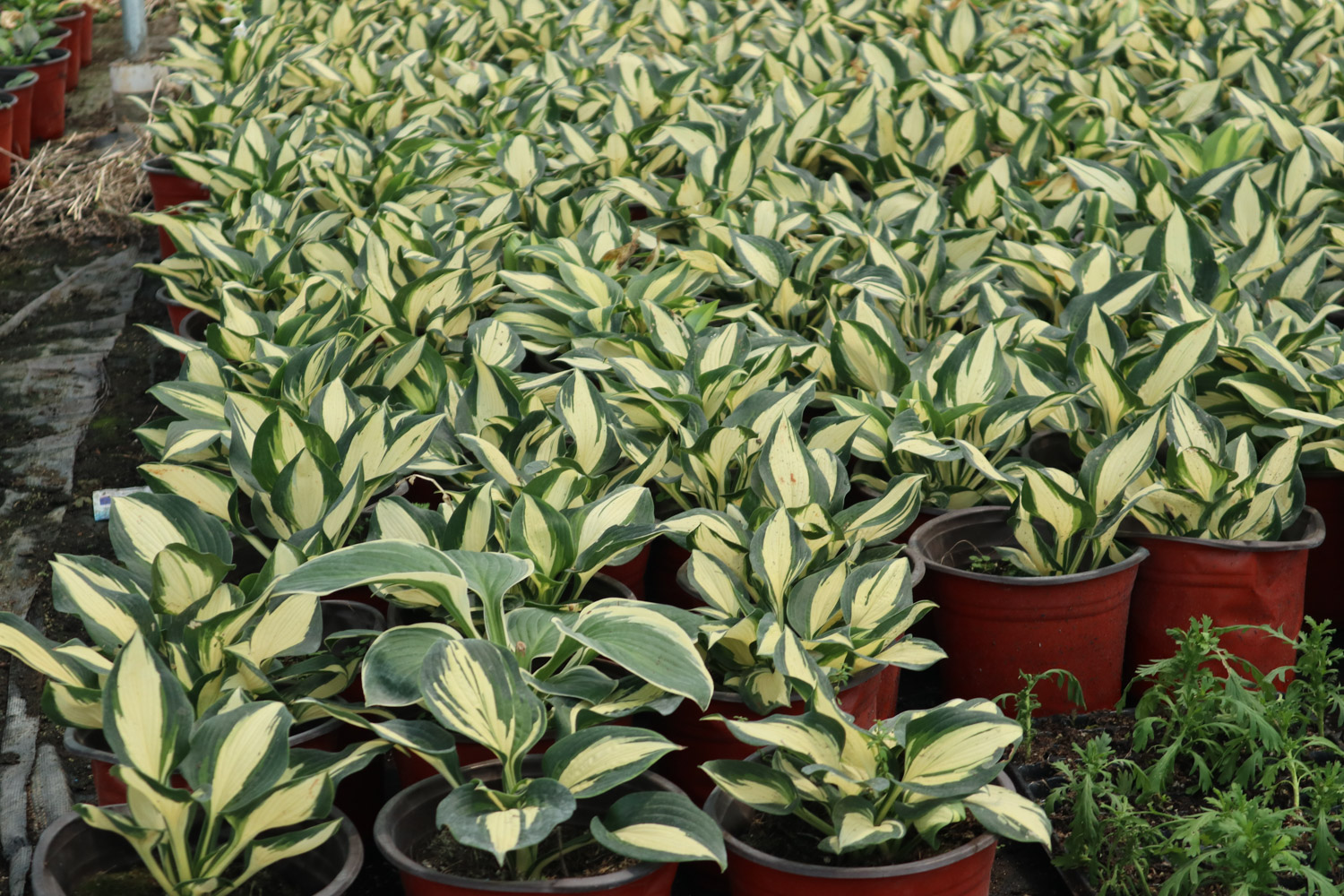 白玉簪叶子枯黄如何救