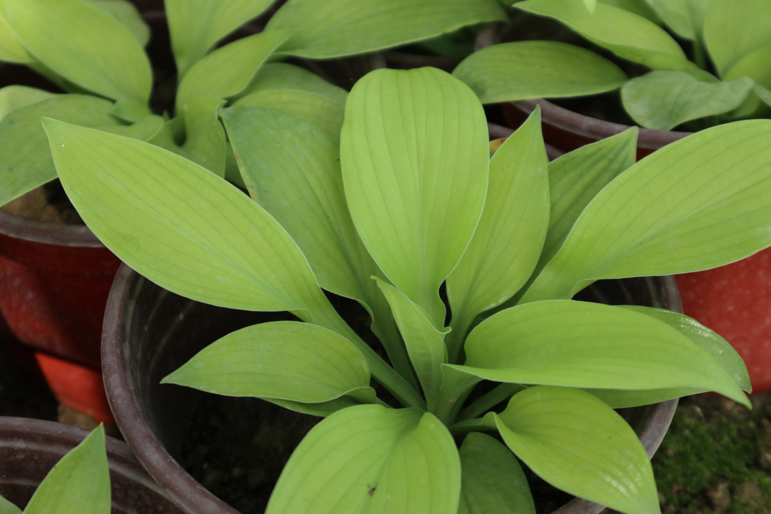 白玉簪叶子枯黄如何救