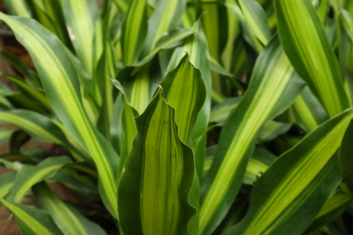 巴西铁树叶子发黄的原因