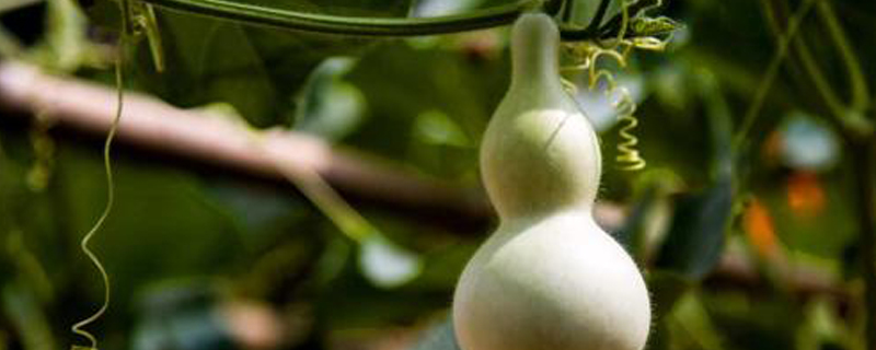 葫芦叶子发黄如何办