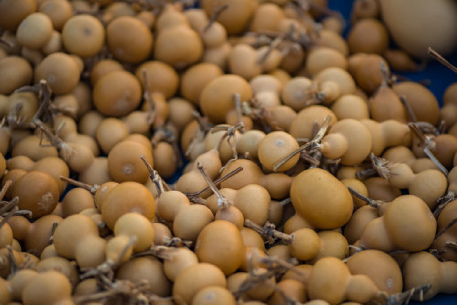 葫芦叶子发黄如何办