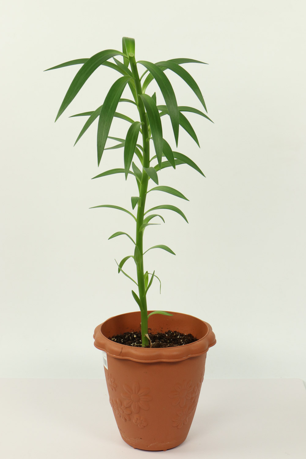 百合叶子发黄下垂的原因