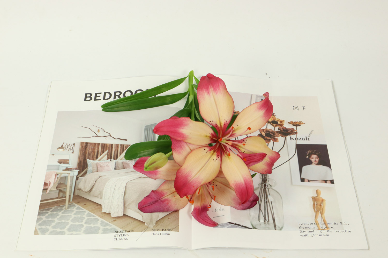 百合叶子发黄下垂的原因