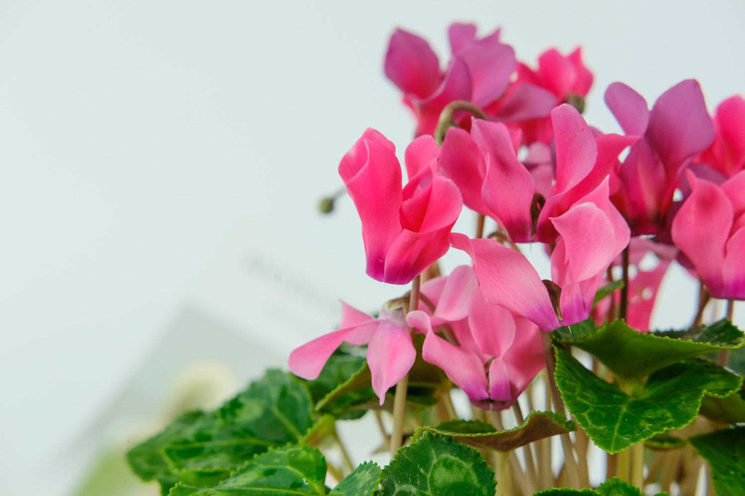 仙客来黄叶是什么原因