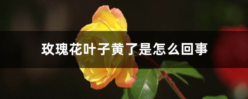 玫瑰花叶子黄了是如何回事