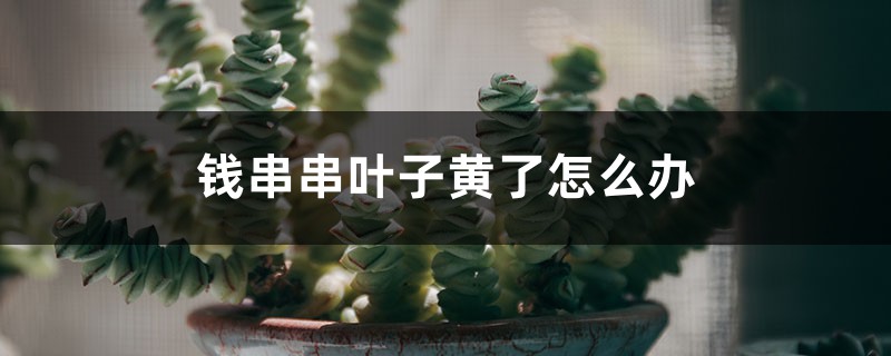 钱串串叶子黄了如何办