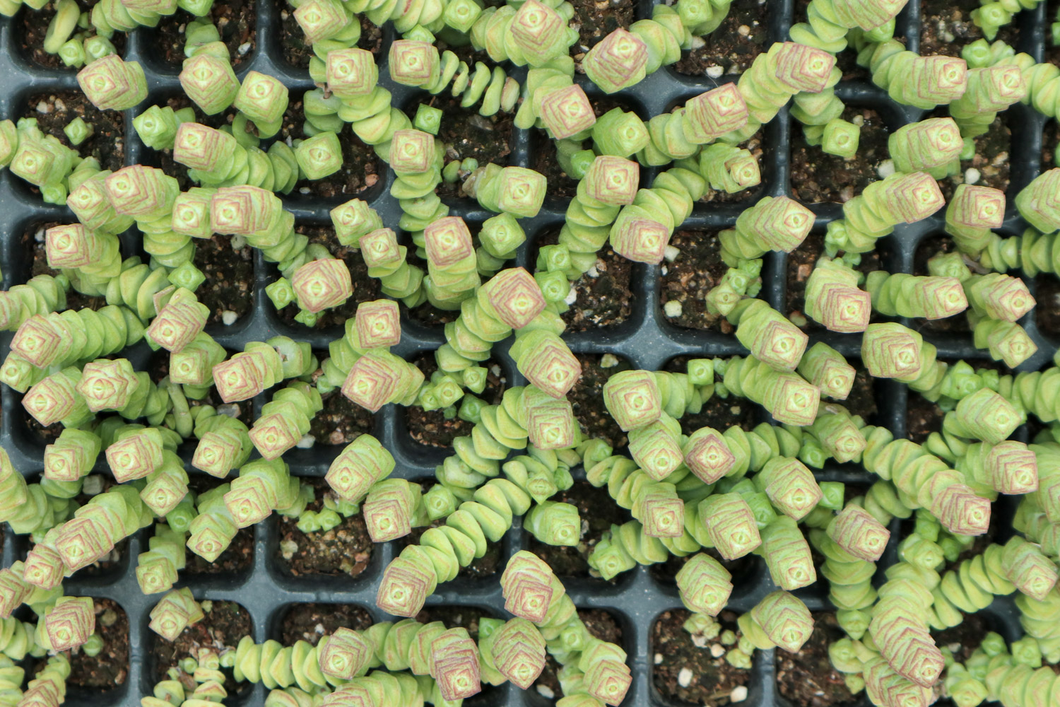 钱串 钱串串叶子黄了如何办