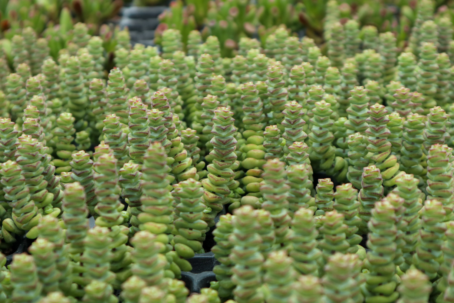 钱串 钱串串叶子黄了如何办