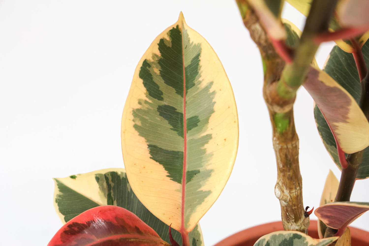 橡皮树叶子发黄掉落如何办