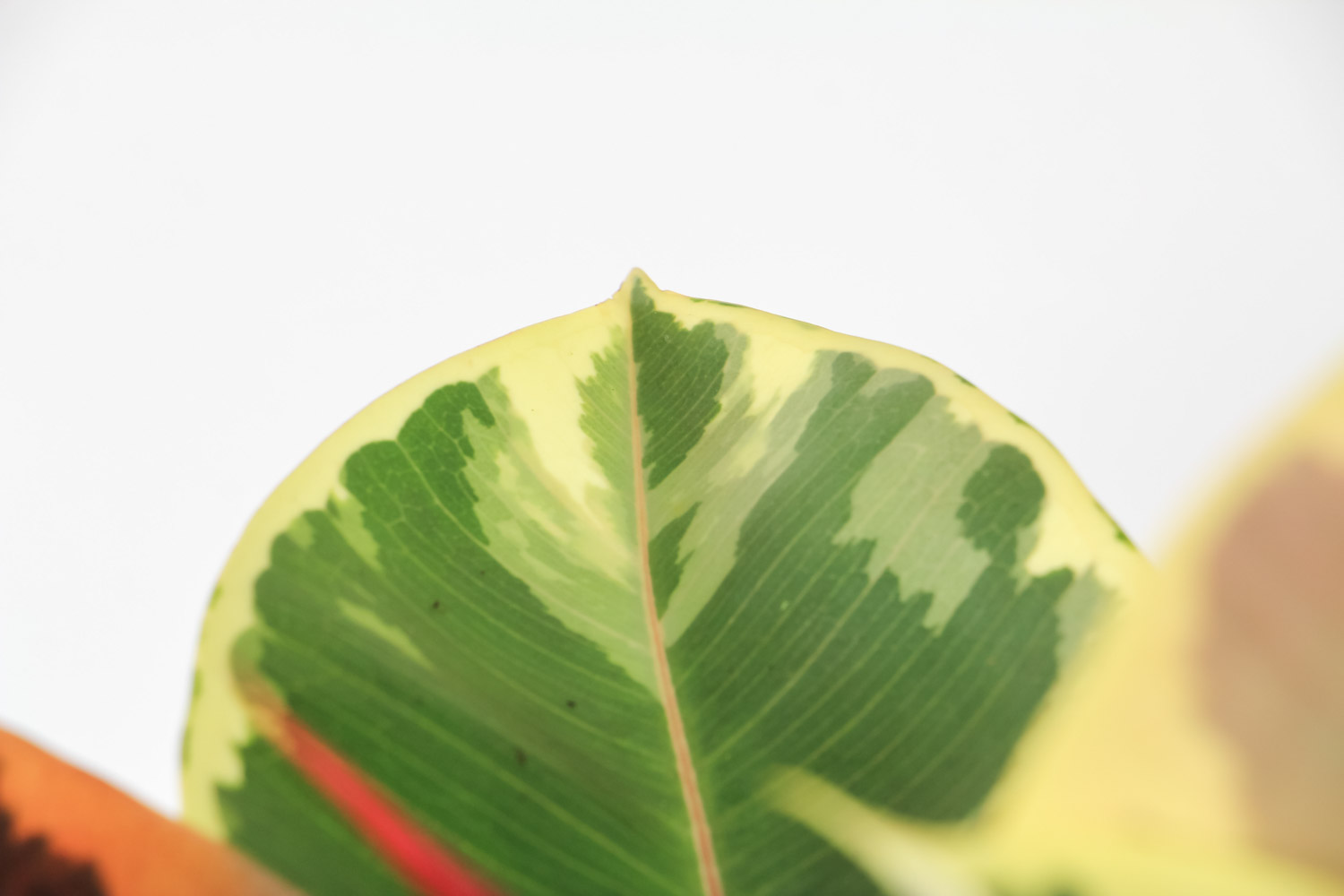 橡皮树叶子发黄掉落如何办