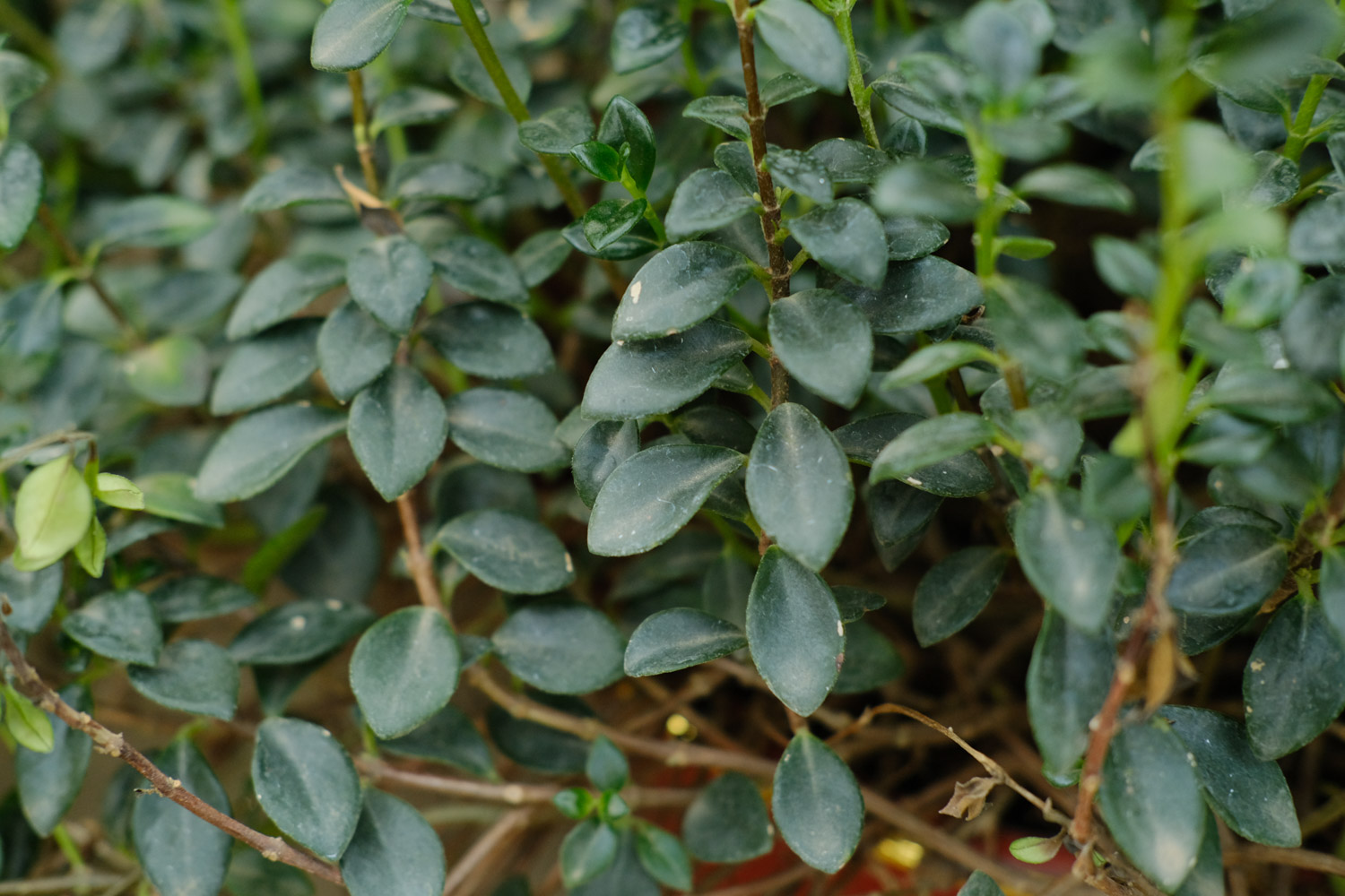 金鱼吊兰 金鱼吊兰叶子上有黄斑如何处理