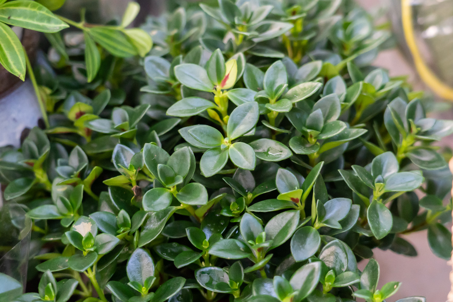 金鱼吊兰 金鱼吊兰叶子上有黄斑如何处理