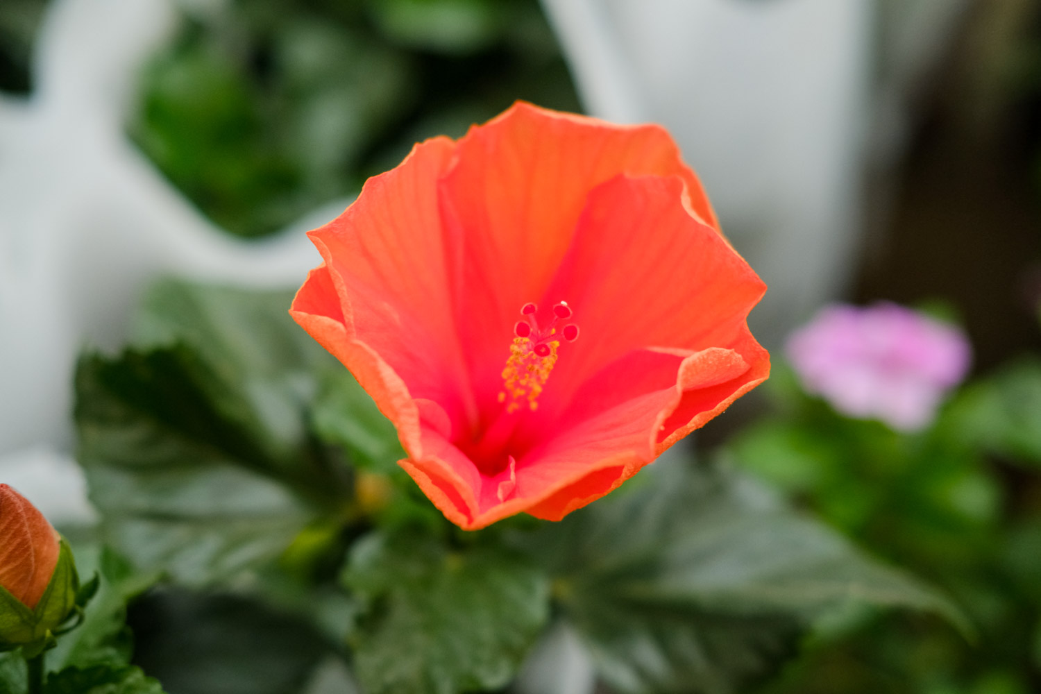 扶桑 扶桑花叶子下垂并发黄如何办