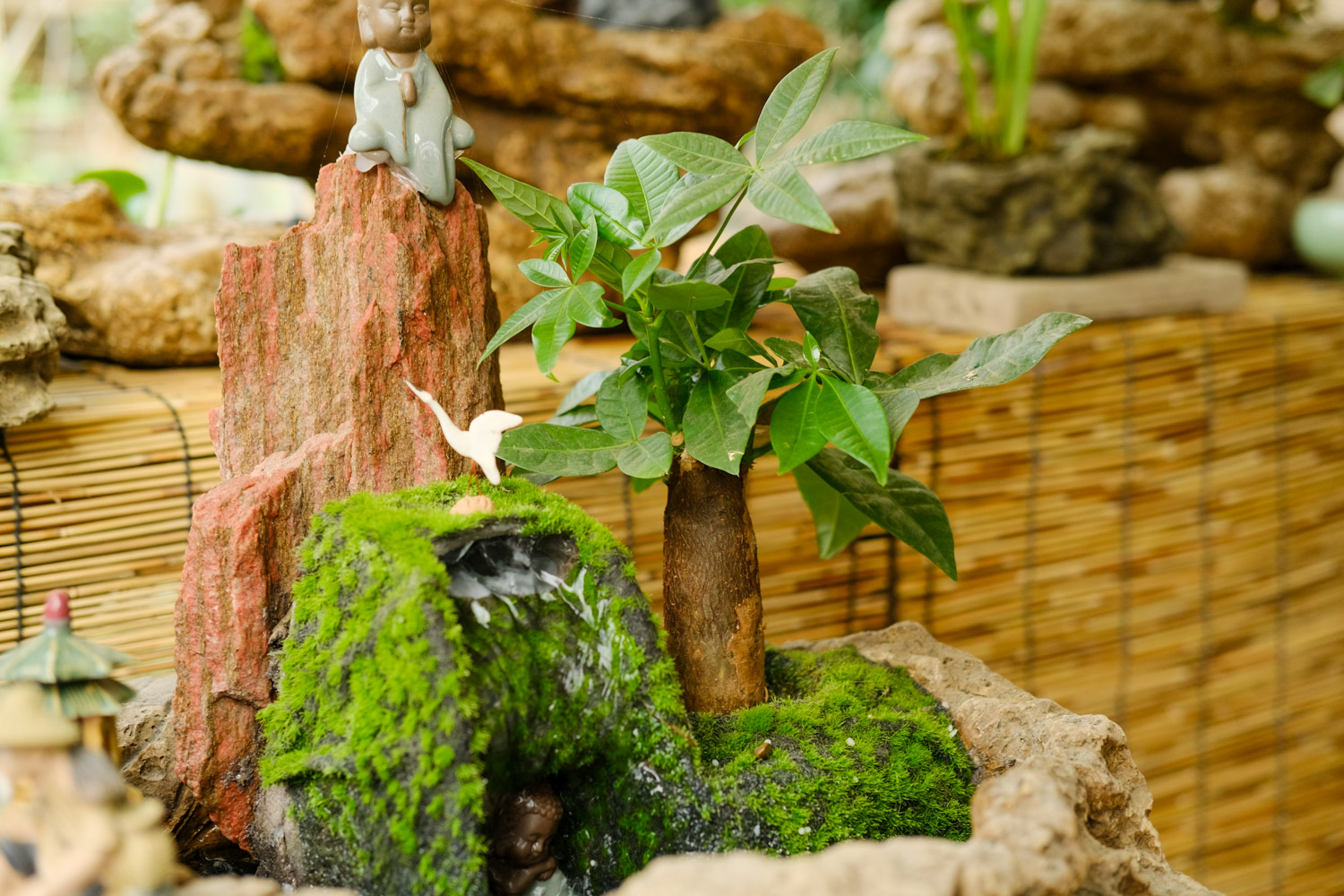 发财树叶子下垂发黄如何办