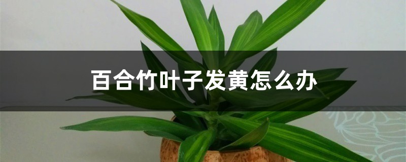 百合竹叶子发黄如何处理