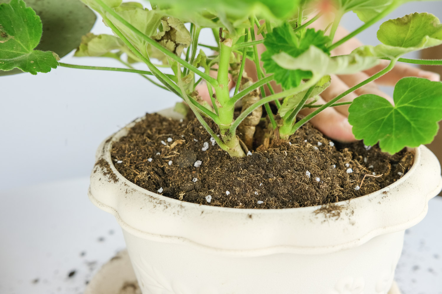 天竺葵叶子发黄是如何回事