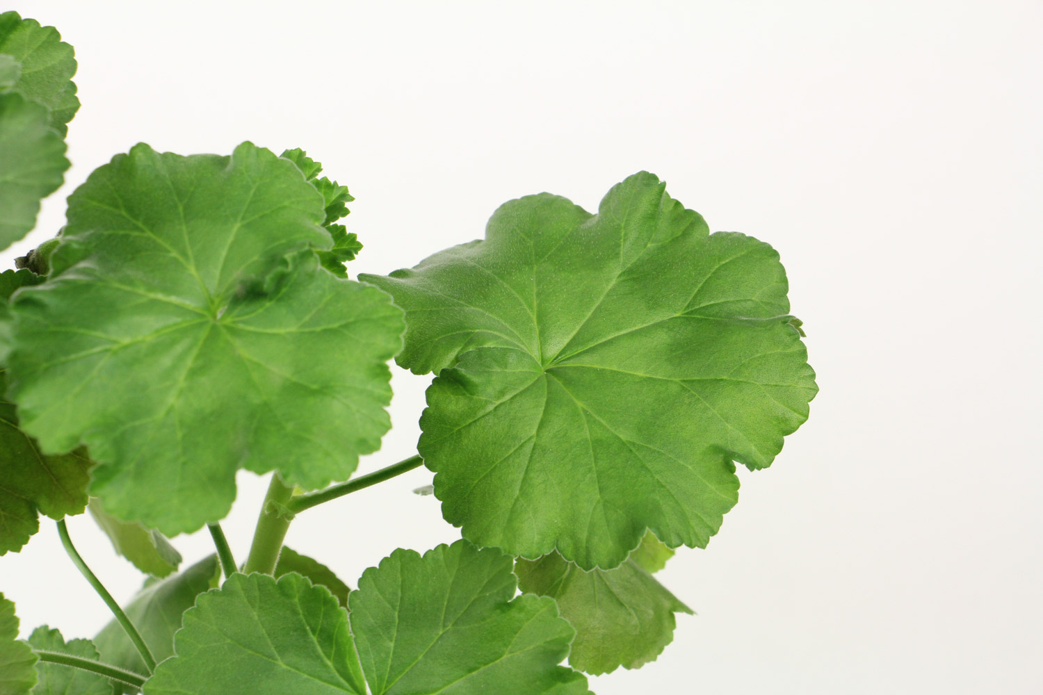 天竺葵叶子发黄是如何回事