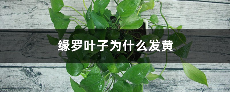 绿萝叶子为何发黄
