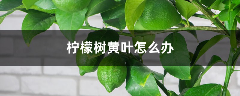 柠檬树黄叶如何办