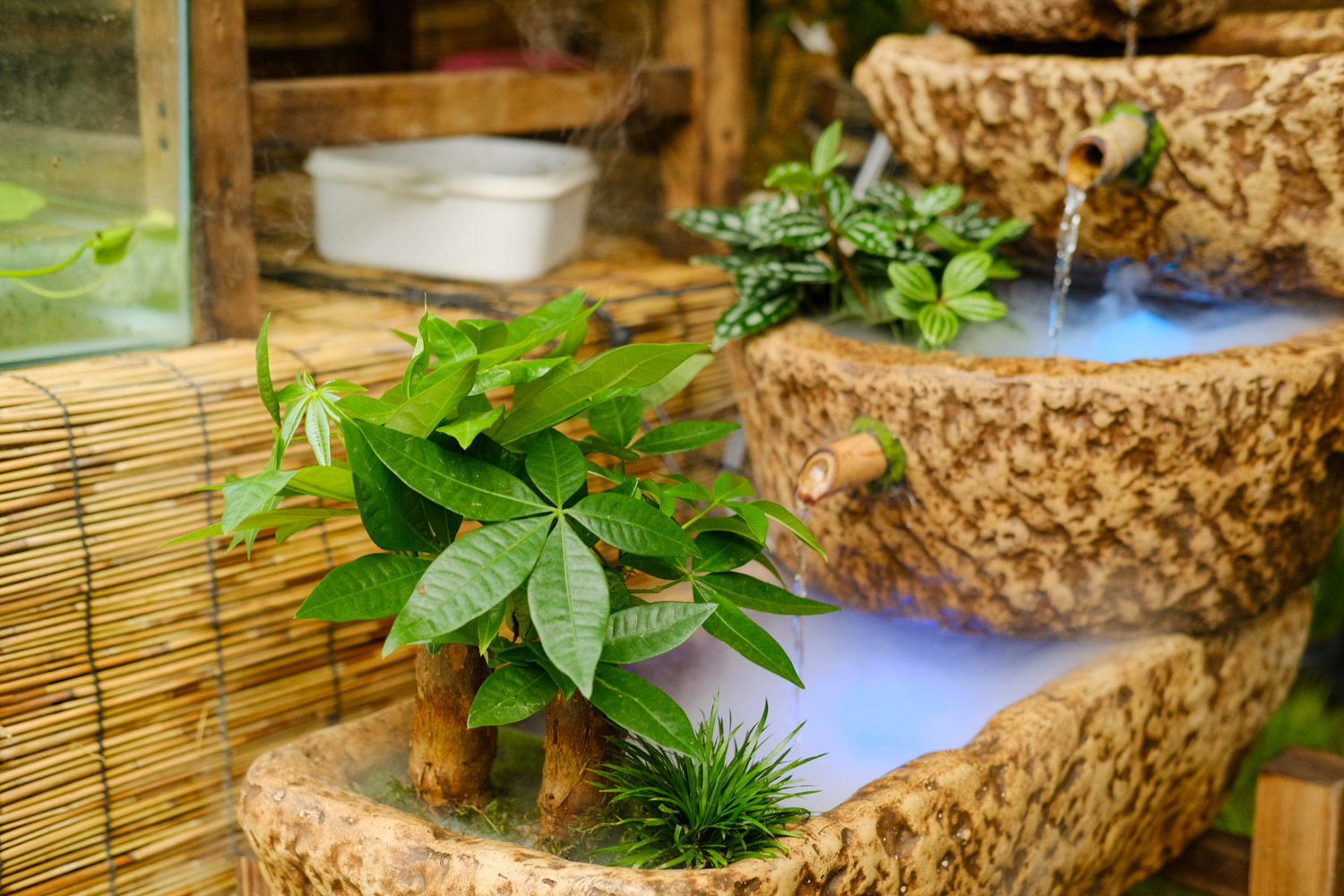 春季发财树叶子发黄如何办