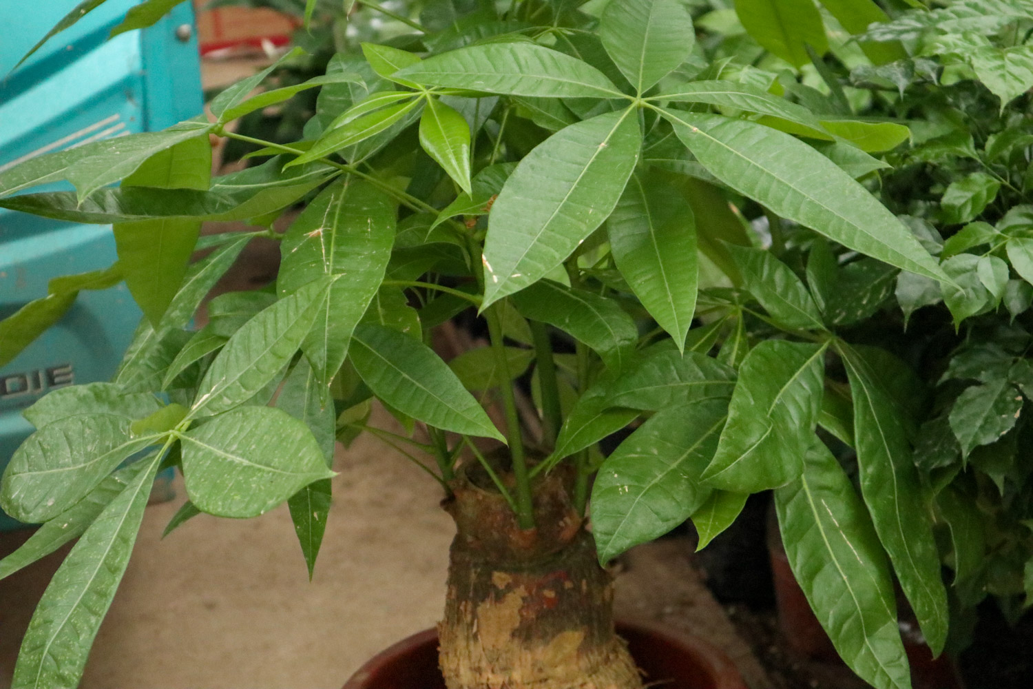 发财树 发财树变黄是如何回事