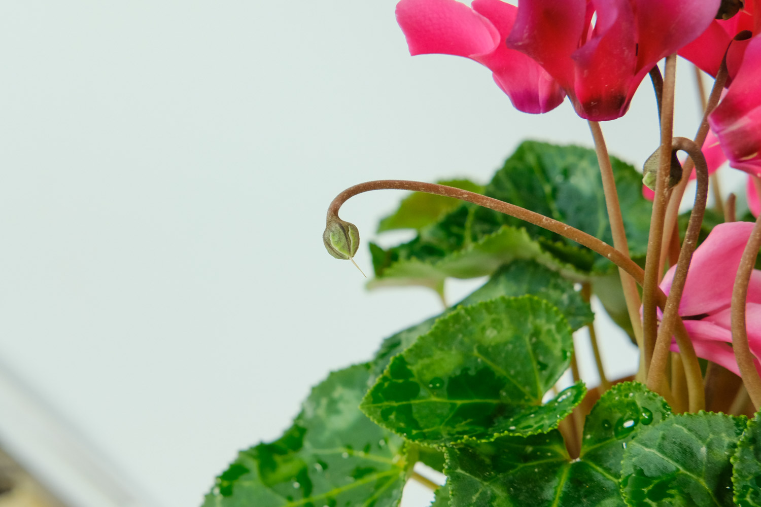 仙客来 仙客来叶子发黄变软如何办