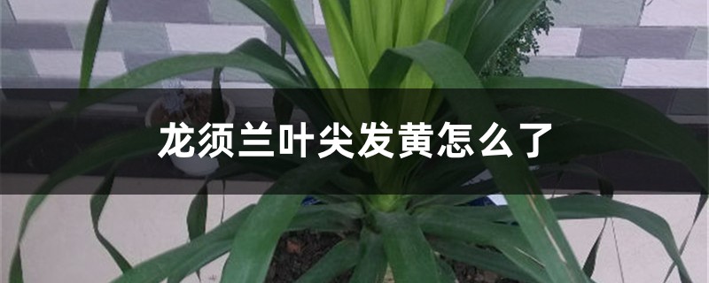 龙须兰叶尖发黄如何处理