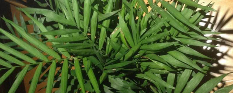 散尾竹叶子发黄如何办