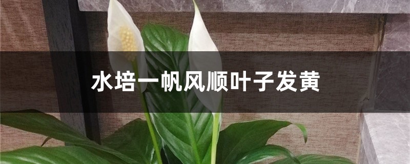 水培一帆风顺叶子发黄如何办