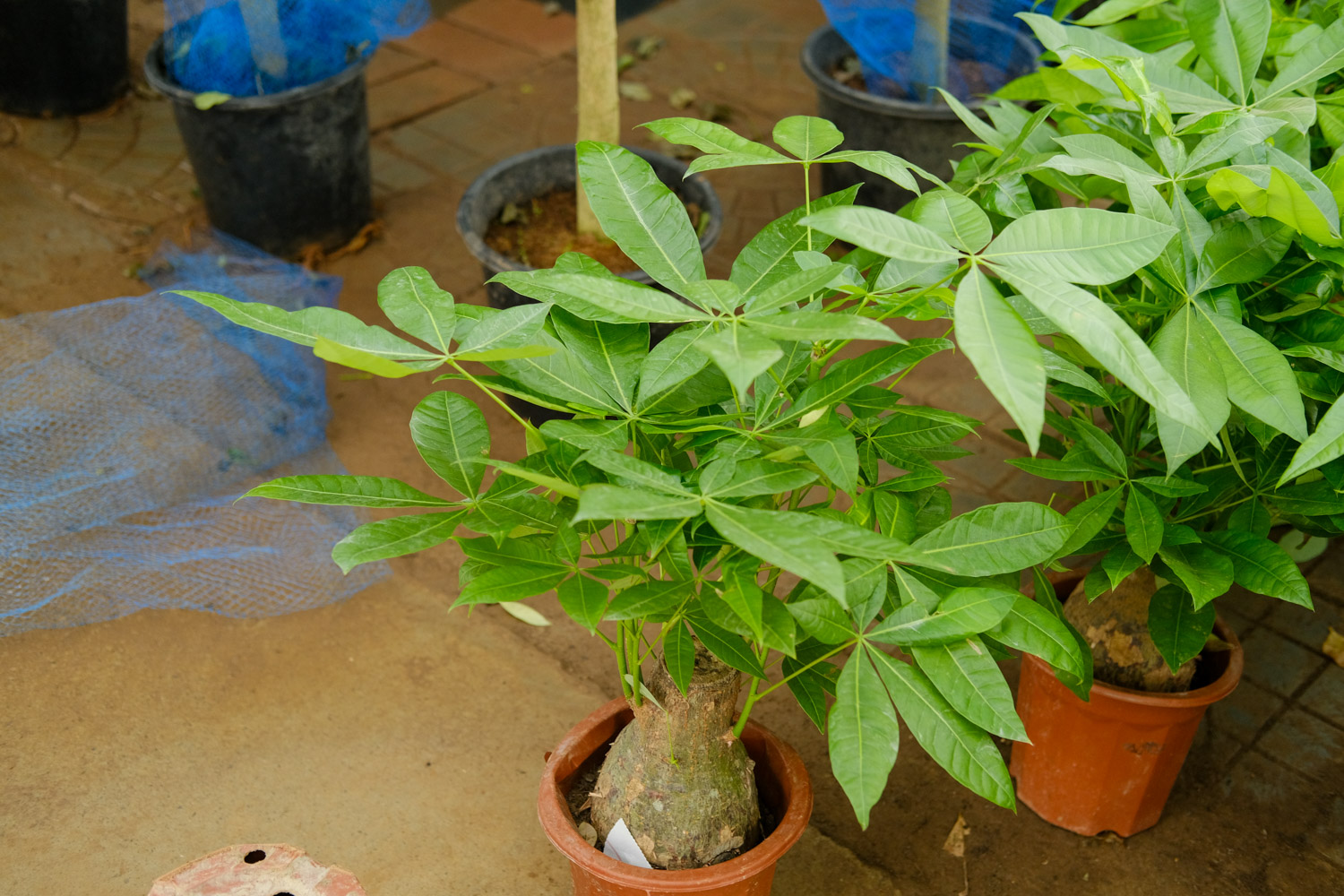 发财树叶片发黄有斑点如何办