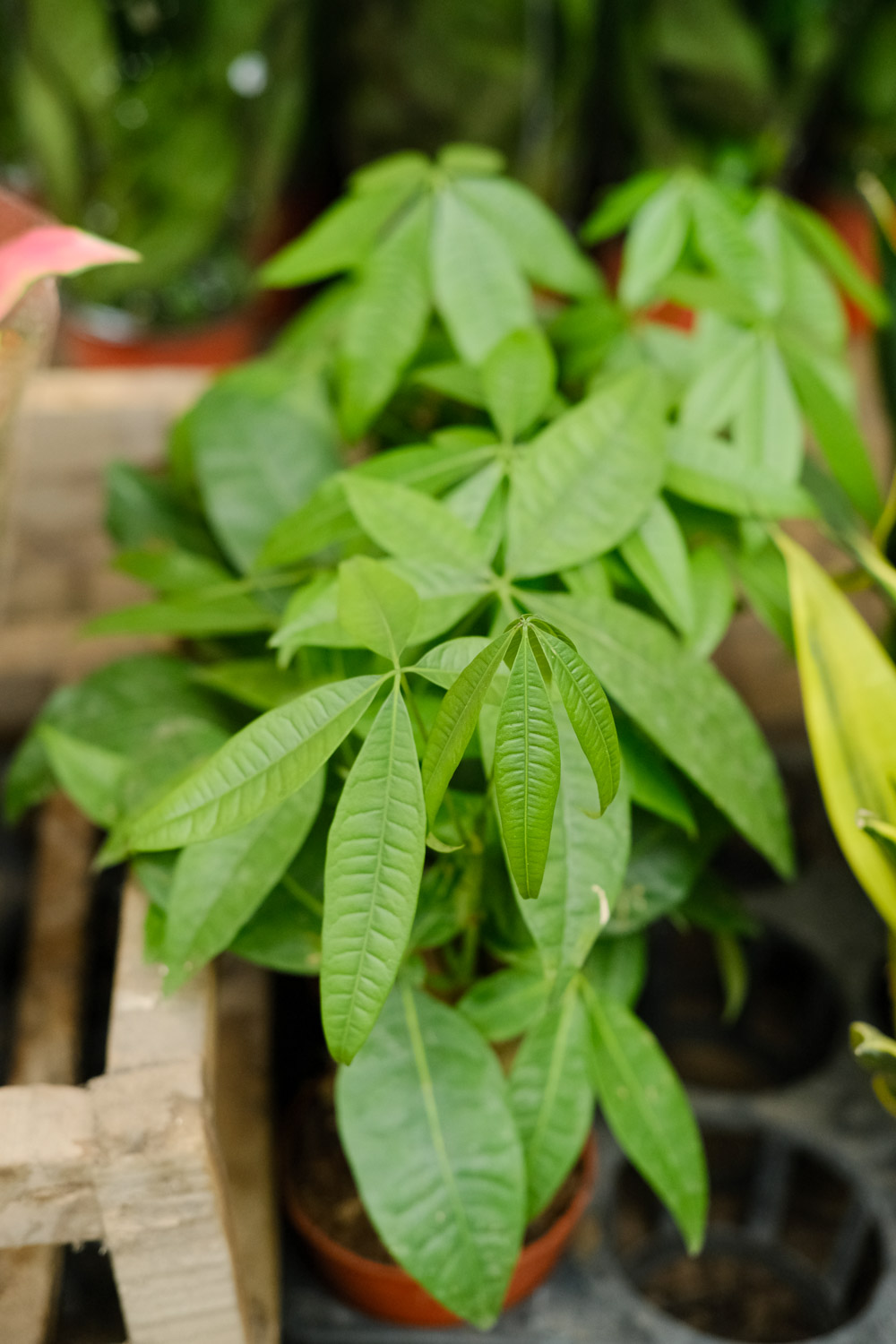 发财树叶片发黄有斑点如何办