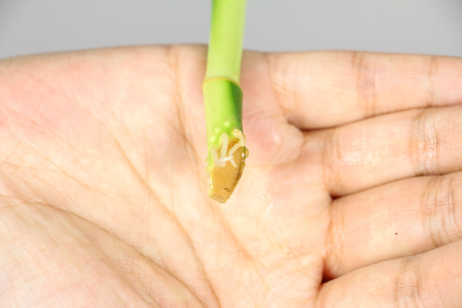 富贵竹冬季叶子发黄如何处理