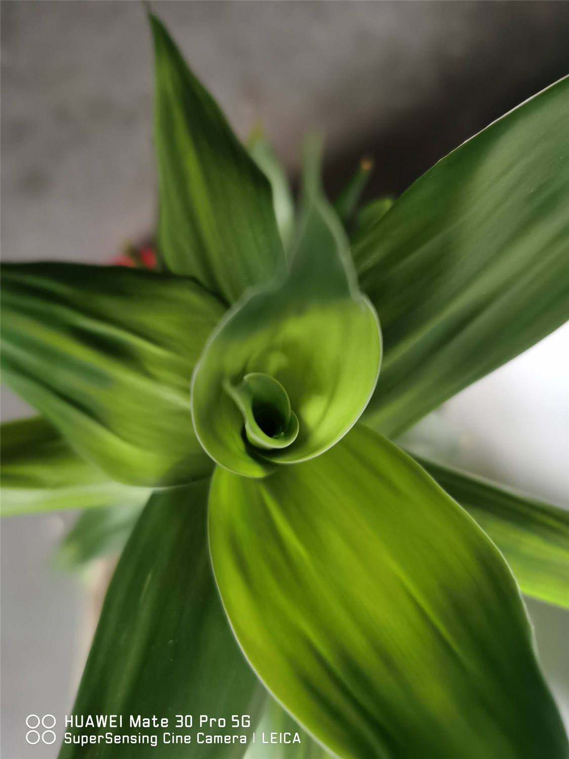 富贵竹冬季叶子发黄如何处理