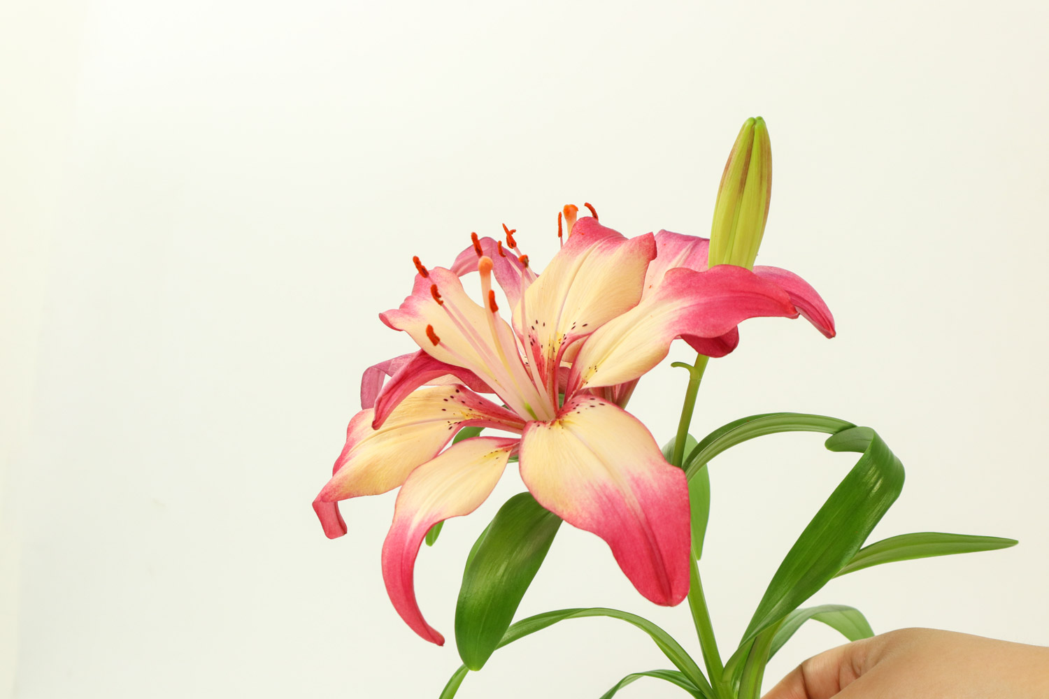 百合叶子发黄如何回事