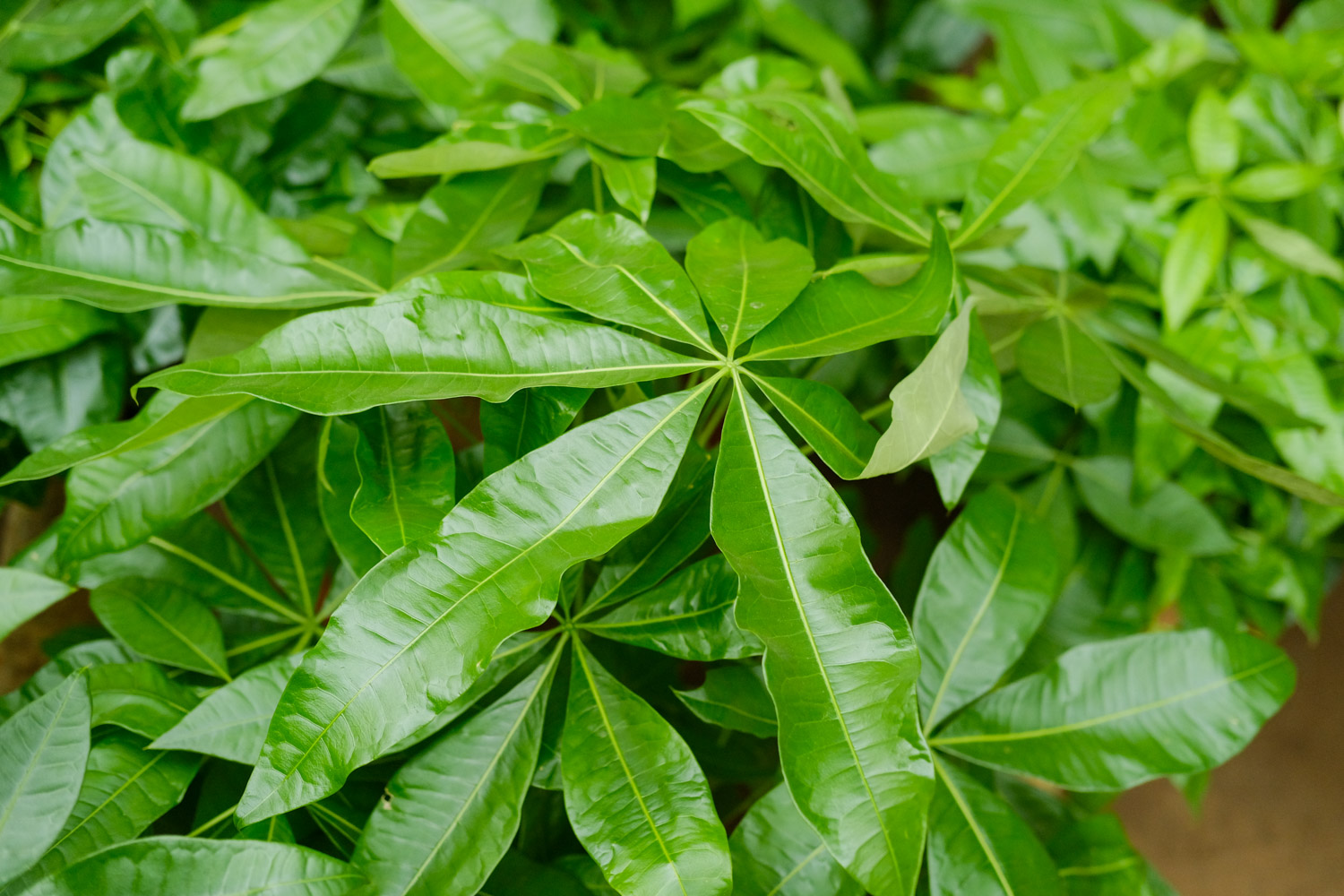 发财树 发财树叶子发黄什么原因,如何救治