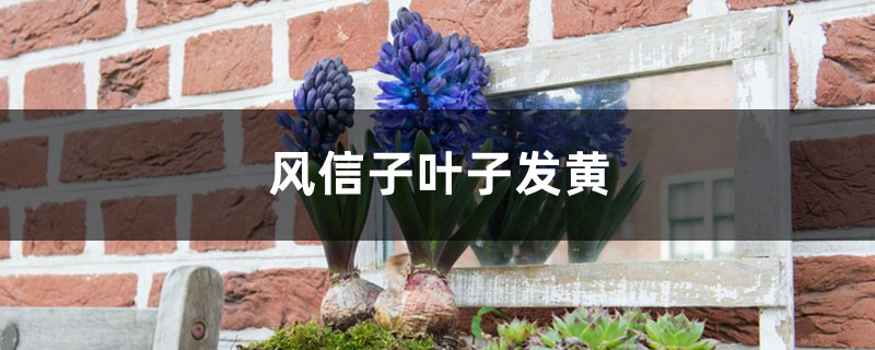 风信子叶子为何会发黄