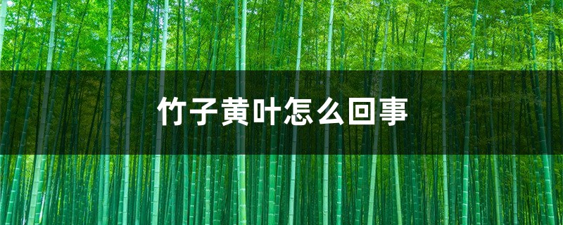 竹子黄叶如何回事