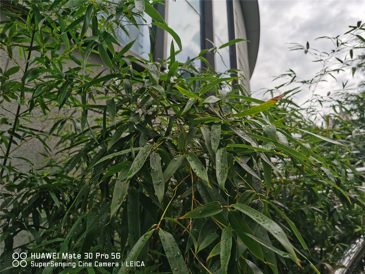 竹子黄叶如何回事