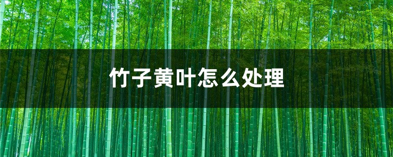 竹子黄叶如何处理