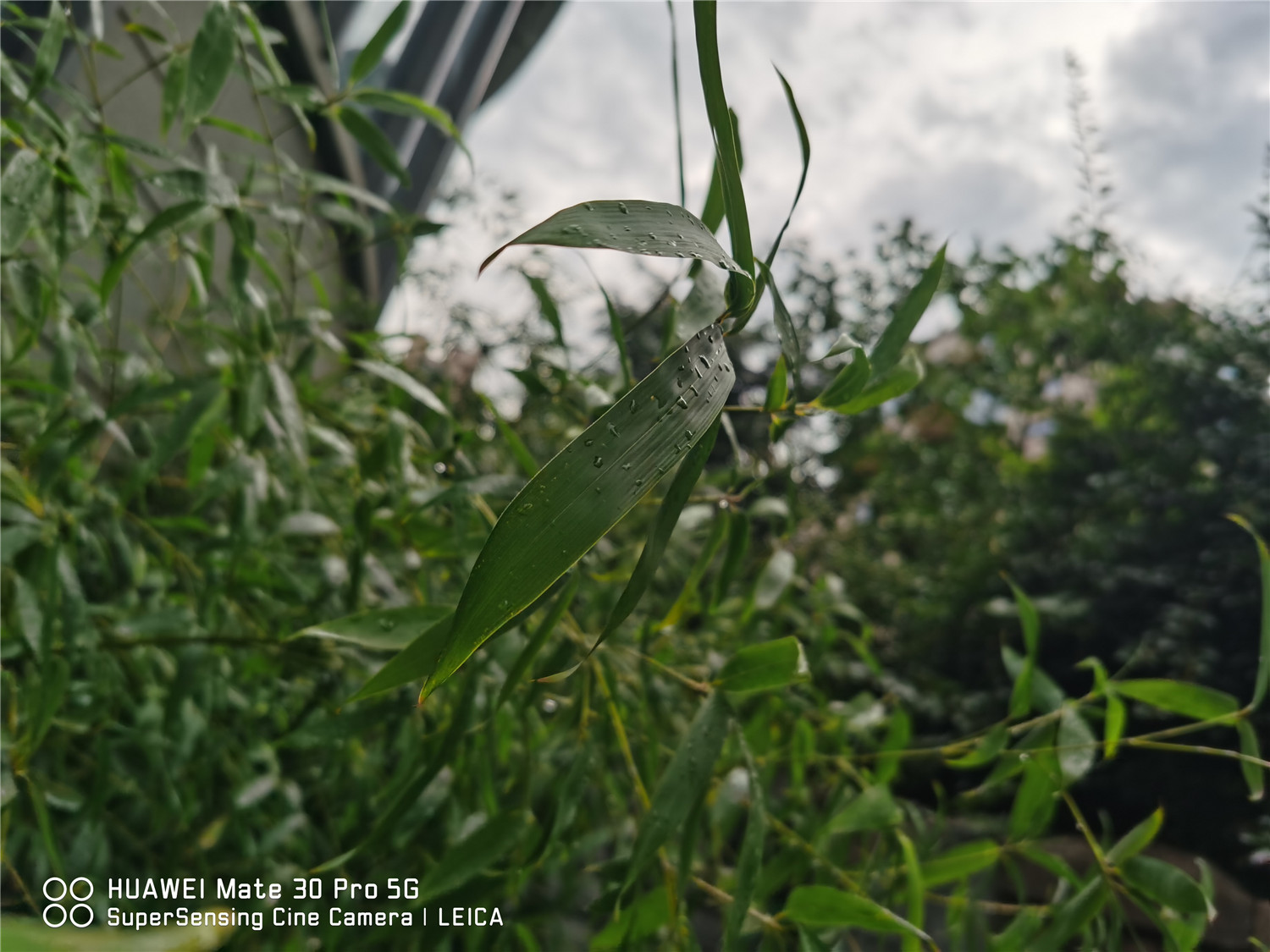 竹子黄叶如何处理