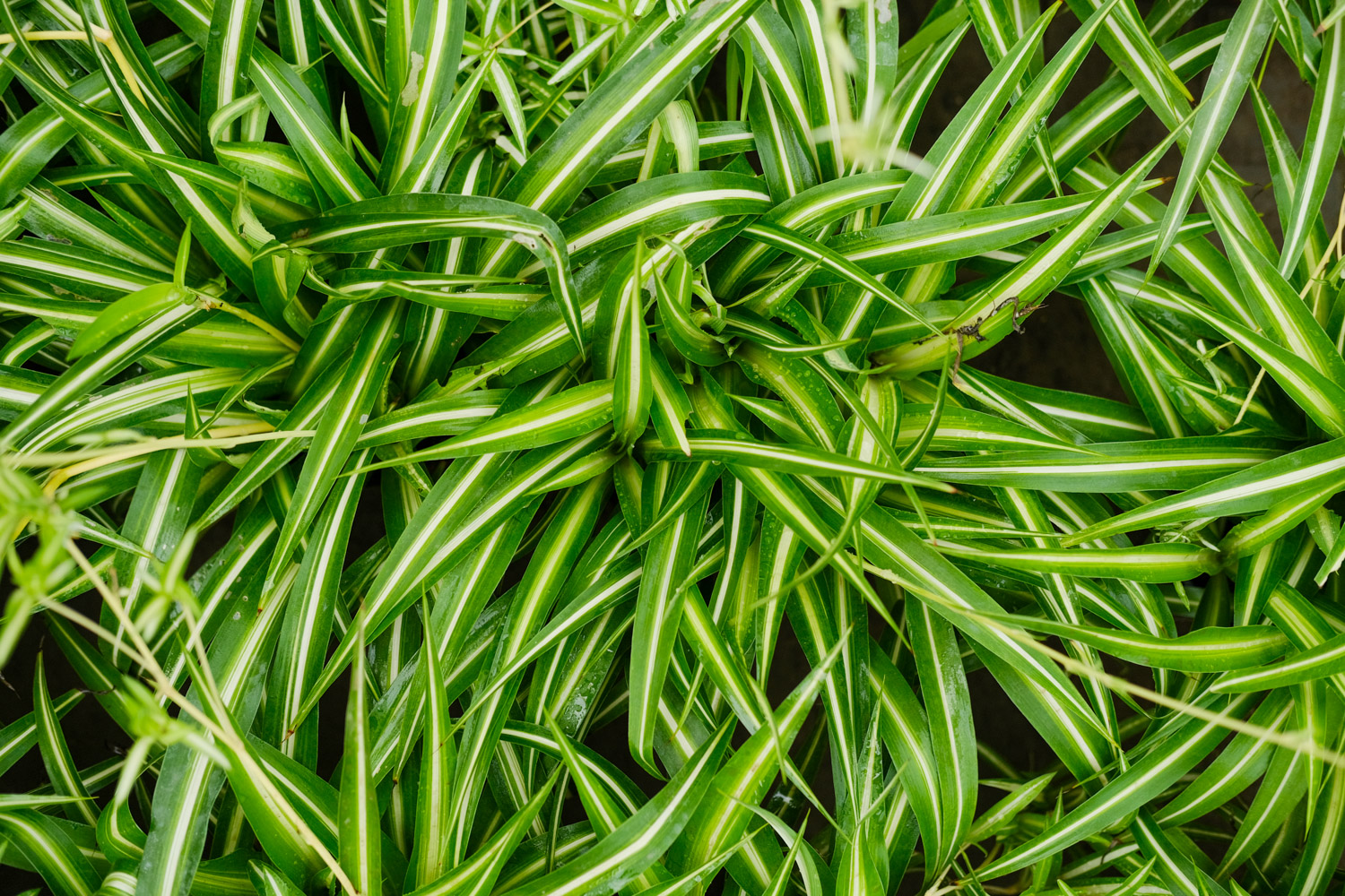 吊兰 吊兰黄叶子如何回事